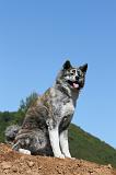 AKITA INU 464